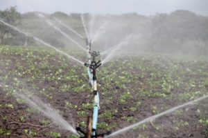 Een stappenplan voor omgaan met droogte in de tuin