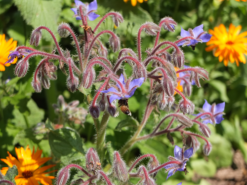 drachtplanten bijen